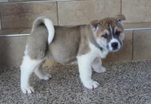 Продам щенка akita - Georgia, Batumi. Цена 380 евро