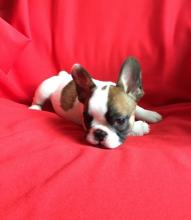 Puppies for sale , french bulldog puppies - Greece, Patra