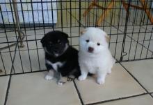 Puppies for sale , shiba inu puppies - Greece, Athens