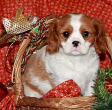 Puppies for sale , cavalier king charles puppies - Greece, Athens