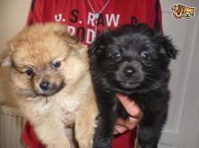 Puppies for sale pomeranian spitz - Russia, Cherepovets. Price 100 €