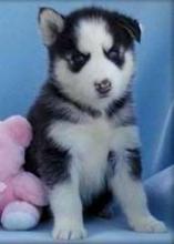 Puppies for sale , siberian husky puppies - Greece, Patra