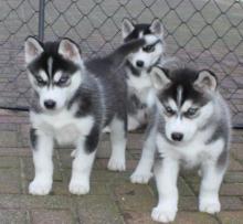 Puppies for sale , siberian husky puppies - Greece, Athens