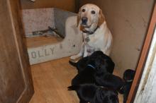 Puppies for sale labrador - USA, Alabama. Price 100 €