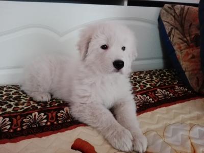 Продам щенка Маремма - Россия, Московская область