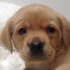 Puppies for sale labrador - Lithuania, Birzai. Price 100 €