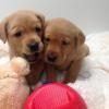 Puppies for sale labrador - Georgia, Rustavi. Price 100 €