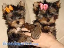 Puppies for sale yorkshire terrier - Canada, Ontario, Toronto. Price 350 $