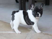Puppies for sale , french bulldog puppies - Greece, Athens