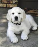 Buy a dog haski - Tajikistan, Isfara. Price 100 €
