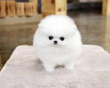 Puppies for sale , teacup pomeranian puppies - Greece, Athens