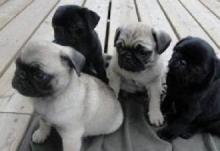 Puppies for sale , pug puppies - Greece, Athens