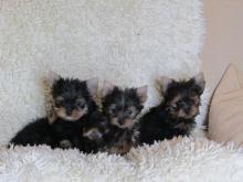 Dogs free yorkshire terrier - Canada, Alberta