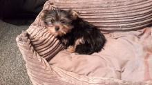 Dogs free yorkshire terrier - Russia, Angarsk