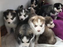 Dogs free , siberian husky - Russia, Barrow