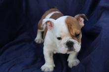 Dogs free english bulldog - Russia, Archangel