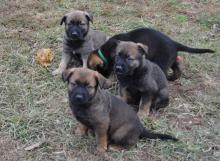 Puppies for sale , german shepherd puppies - Russia, Moscow