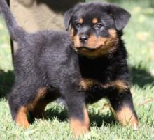 Puppies for sale rottweiler - Russia, St. Petersburg