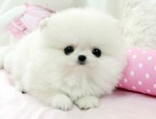 Puppies for sale pomeranian spitz - Russia, Krasnodar