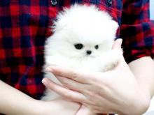Puppies for sale , teacup pomeranian puppies - Greece, Athens
