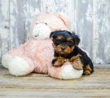 Puppies for sale , teacup yorkie puppies - Greece, Athens