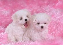 Puppies for sale , toy tiny maltese puppies - Poland, Czestochowa