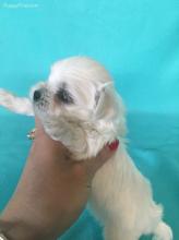 Droll Maltese Puppies For Sale In Louisiana