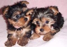 Puppies for sale , teacup yorkie puppies - Greece, Piraeus