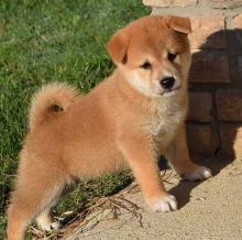 Puppies For Sale Other Breed Shiba Inu Canada Ontario