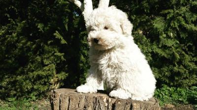 Продам щенка Пули - Украина, Киев. Цена 60000 рублей