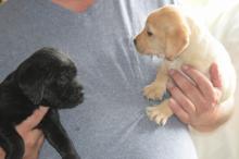Puppies for sale labrador - Denmark, Kopenagen