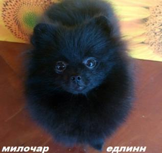 Продам щенка Шпиц - Россия, Набережные Челны