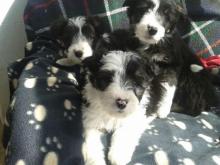 Puppies for sale bearded collie - Kazakhstan, Shymkent