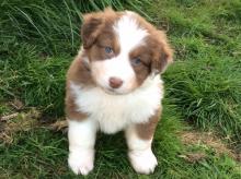 Puppies for sale australian shepherd - Russia, Find