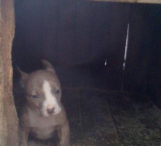 Продам щенка Американский питбультерьер - Украина, Полтава, кобеляки. Цена 700 рублей