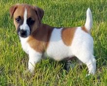 Puppies for sale jack russell terrier - Czech Republic, Nitra