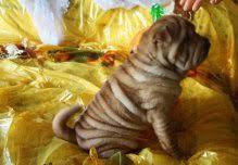 Puppies for sale shar pei - Czech Republic, Bridge