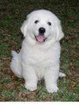 Puppies for sale golden retriever - Czech Republic, Banska Bystrica