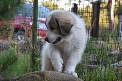 Продам щенка Пиренейская горная собака - Россия, Москва. Цена 1000 евро