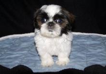 Puppies for sale shih tzu - Latvia, Bauska