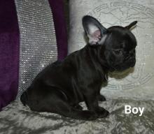 Puppies for sale french bulldog - Latvia, Ventspils