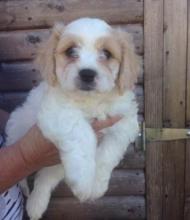 Puppies for sale other breed - Latvia, Rezekne