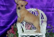 Puppies for sale chihuahua - Latvia, Jekabpils