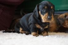 Puppies for sale dachshund - Latvia, Aizkraukle