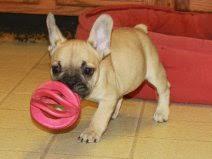 Puppies for sale french bulldog - Latvia, Cesis