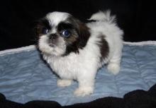 Puppies for sale shih tzu - Latvia, Talsi