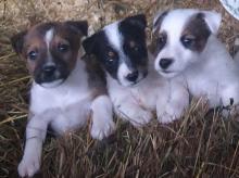 Puppies for sale fokxterer - Latvia, Kuldiga