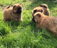 Puppies for sale chow chow - Latvia, Valmiera