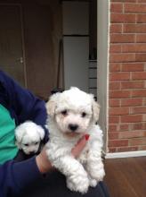 Puppies for sale bichon - Latvia, Valka