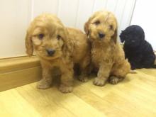 Puppies for sale other breed - Latvia, Aluksne